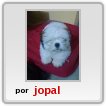 PERRO